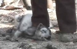 Raccoon Dog Beaten into submission ready to be Skinned Alive in China