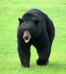 canadian-black-bear1.jpg